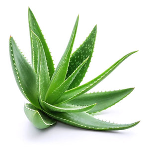 Aloevera